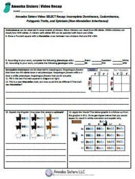 Amoeba Sisters Incomplete Dominance Worksheet Answer Key Revealed