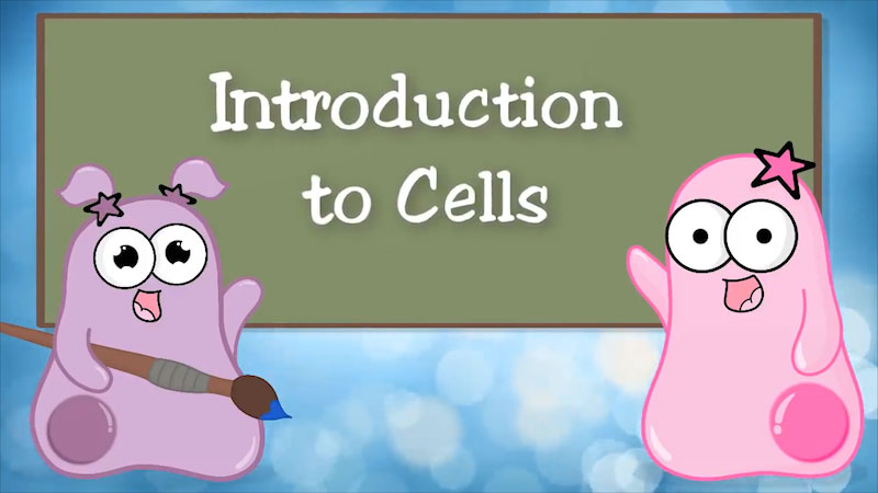 Explore Cells with the Amoeba Sisters Worksheet Guide