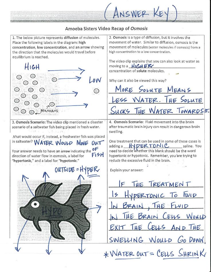 Mastering Osmosis: Amoeba Sisters Worksheet Explained