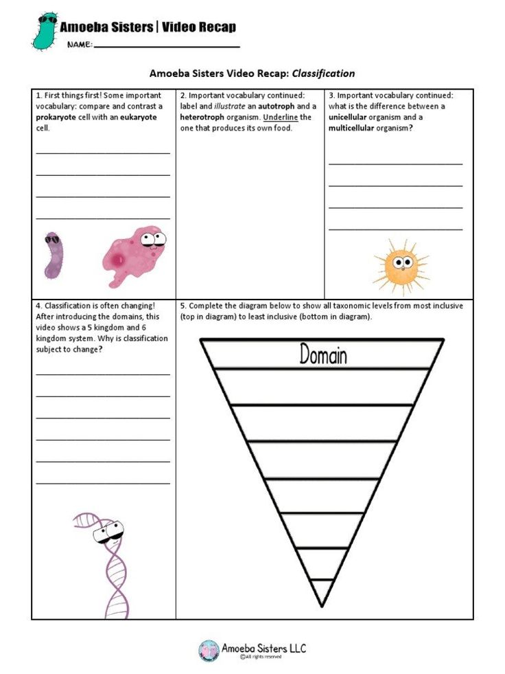 Amoeba Sisters: Mastering Speciation with Fun Worksheets