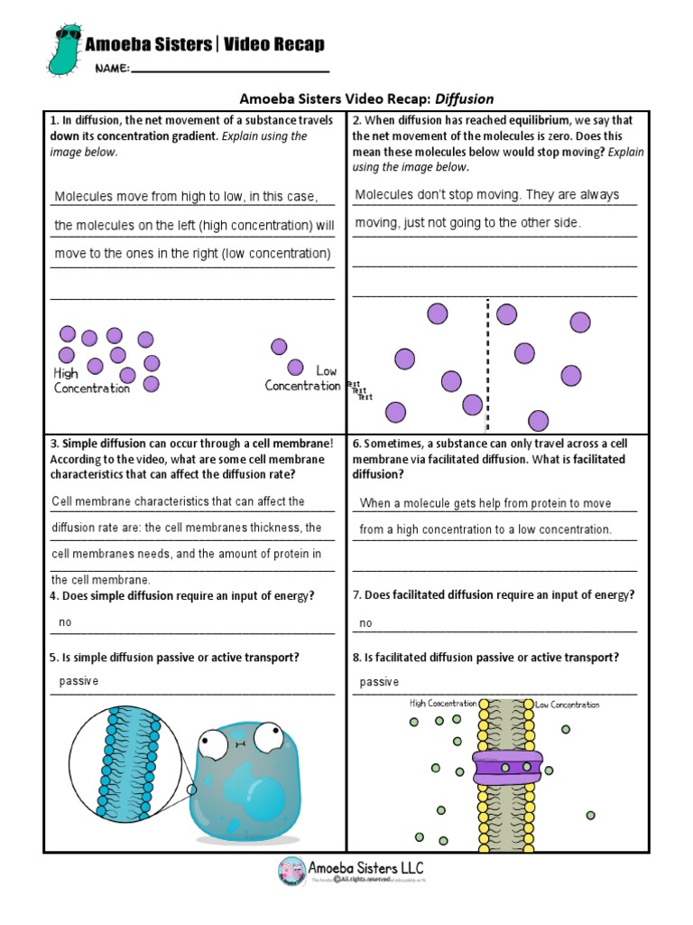 Amoeba Sisters Video Recap Diffusion Answer Key Pdf Semanario Worksheet For Student