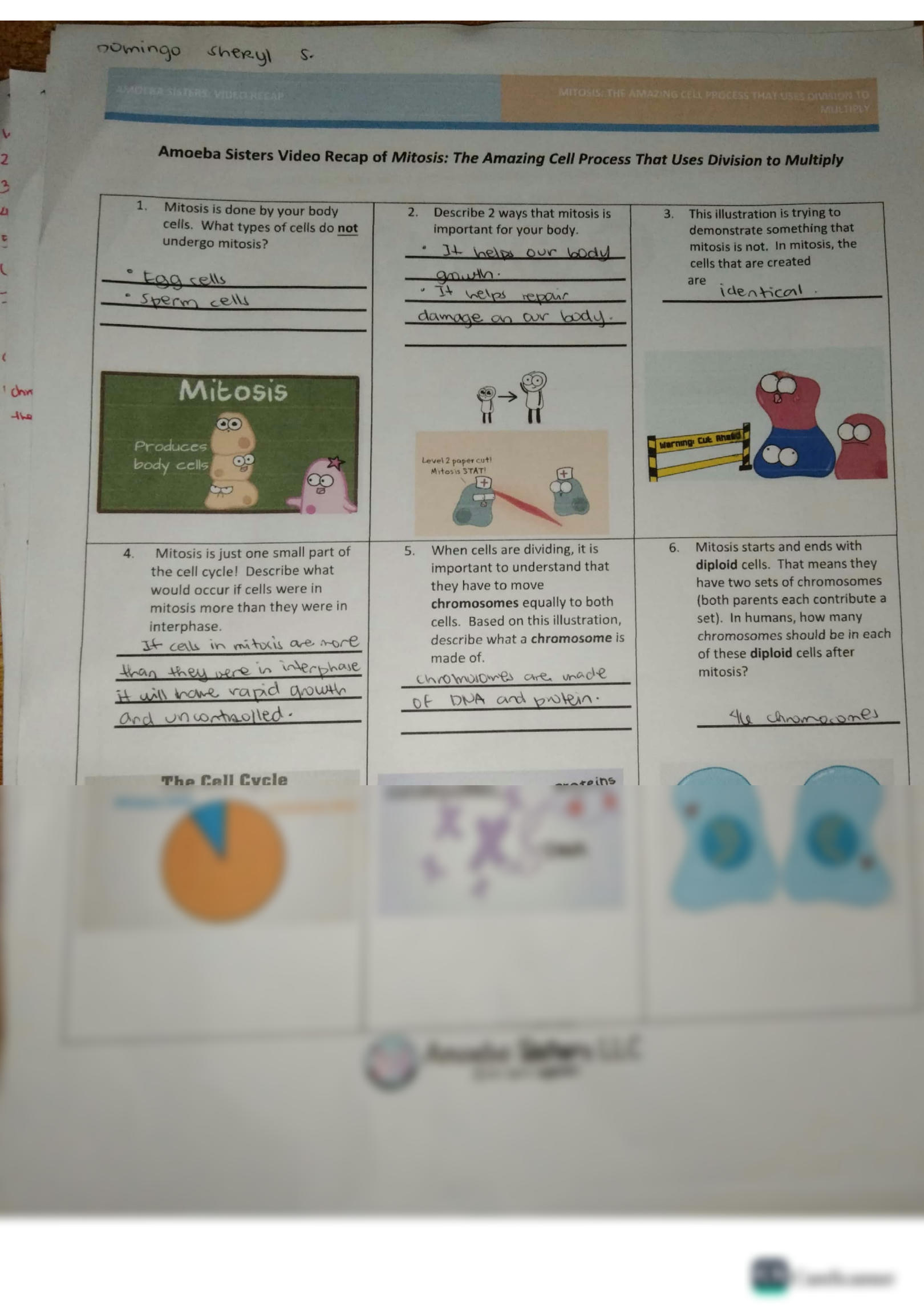 Amoeba Sisters Video Worksheets Cell Division Unit Bundle Tpt