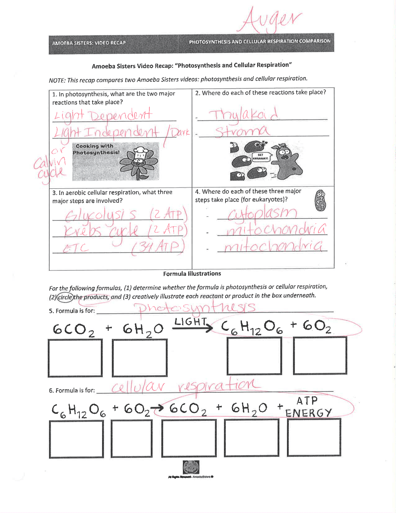 Amoeba Sisters Worksheet Free Download Goodimg Co