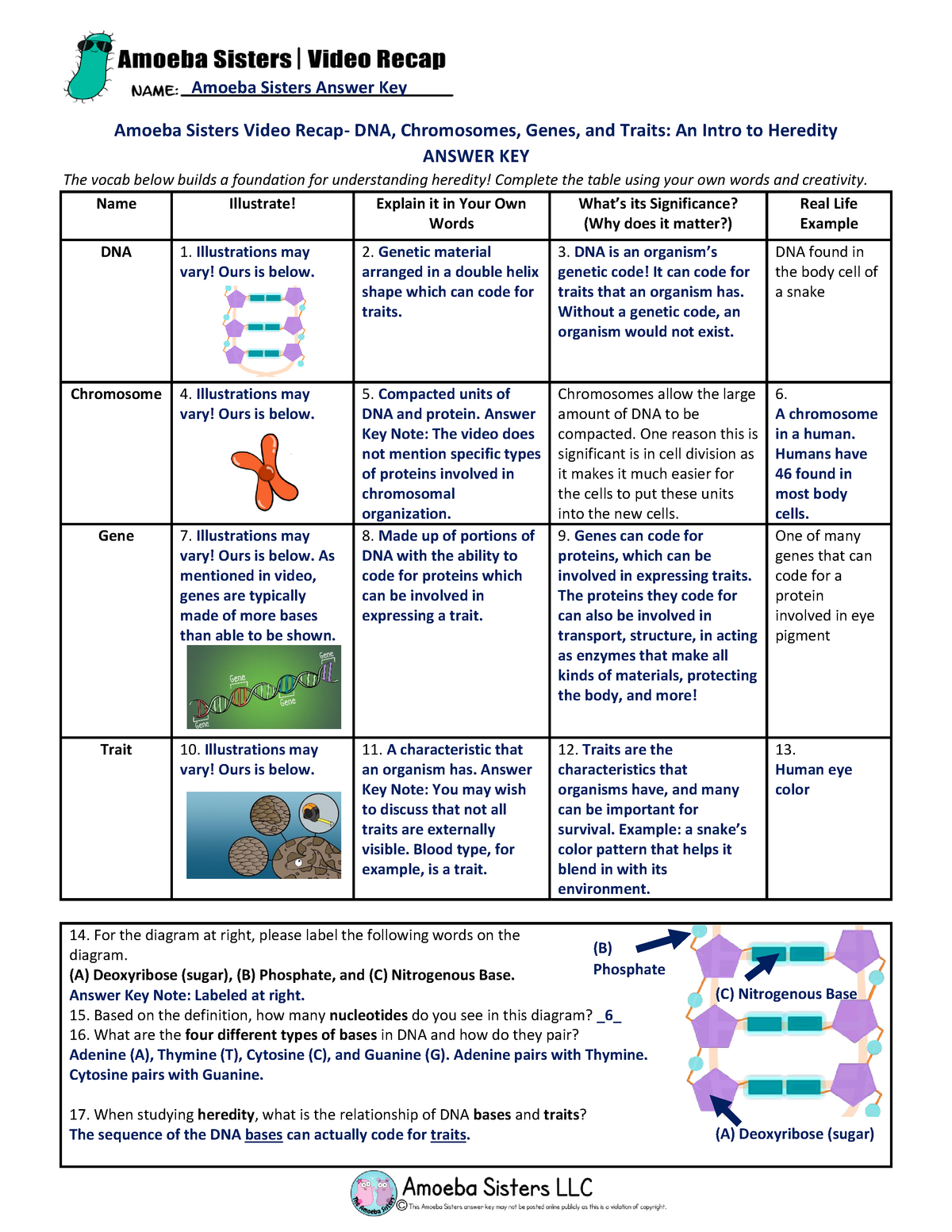 Amoeba Sisters Worksheets Free Download Gambr Co