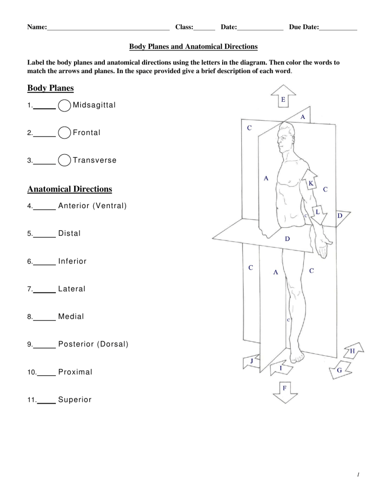 Anatomical Body Planes Worksheet Human Body Worksheets