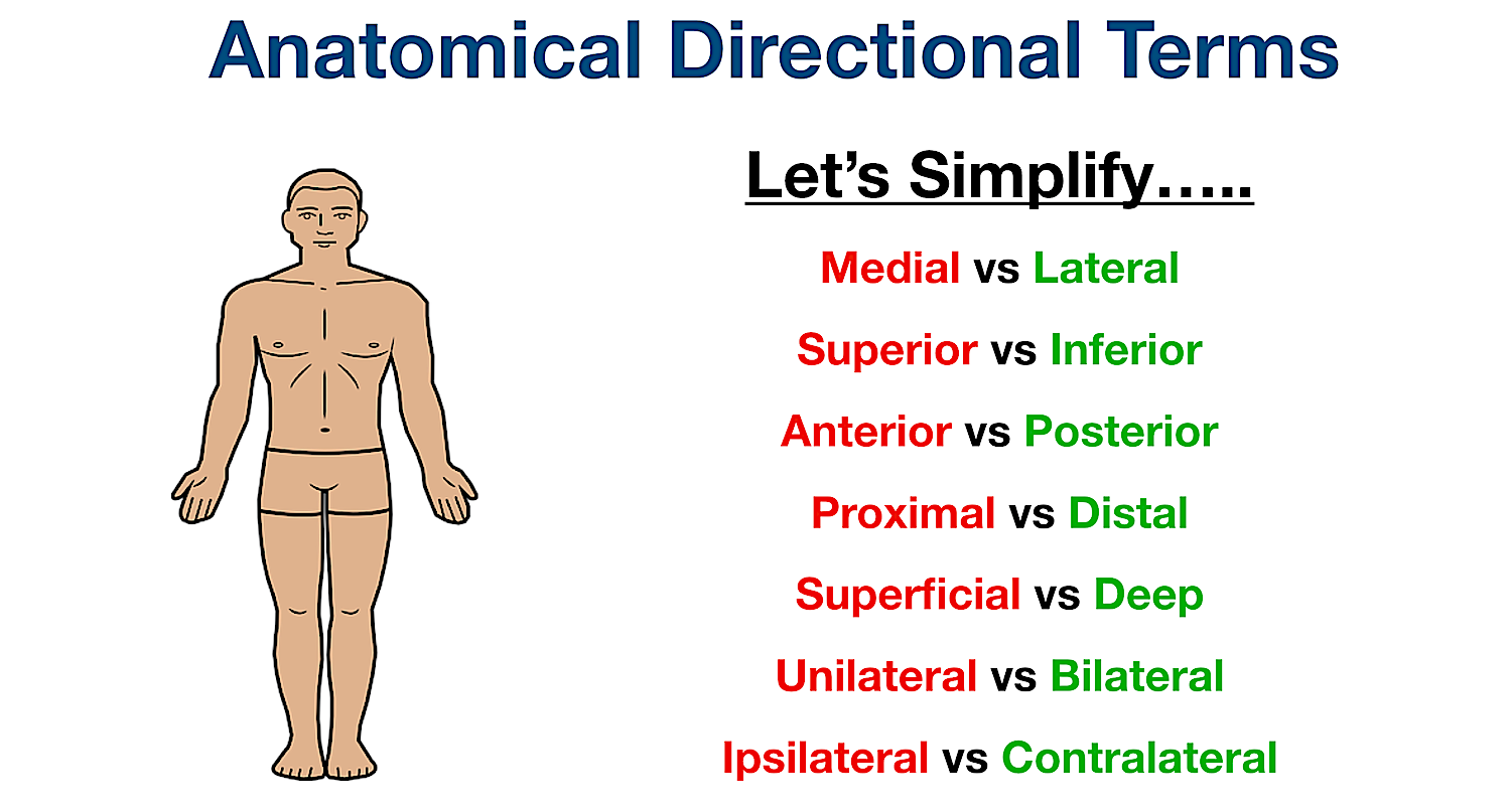 Anatomical Directional Terms Chart