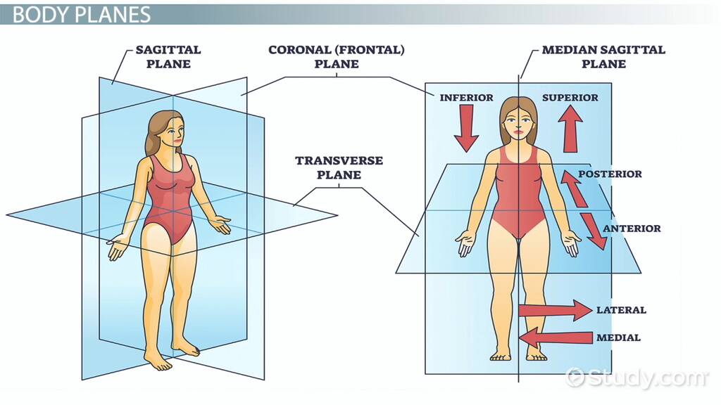 Anatomical Directions Planes And Body Regions Test By Melissa Horton