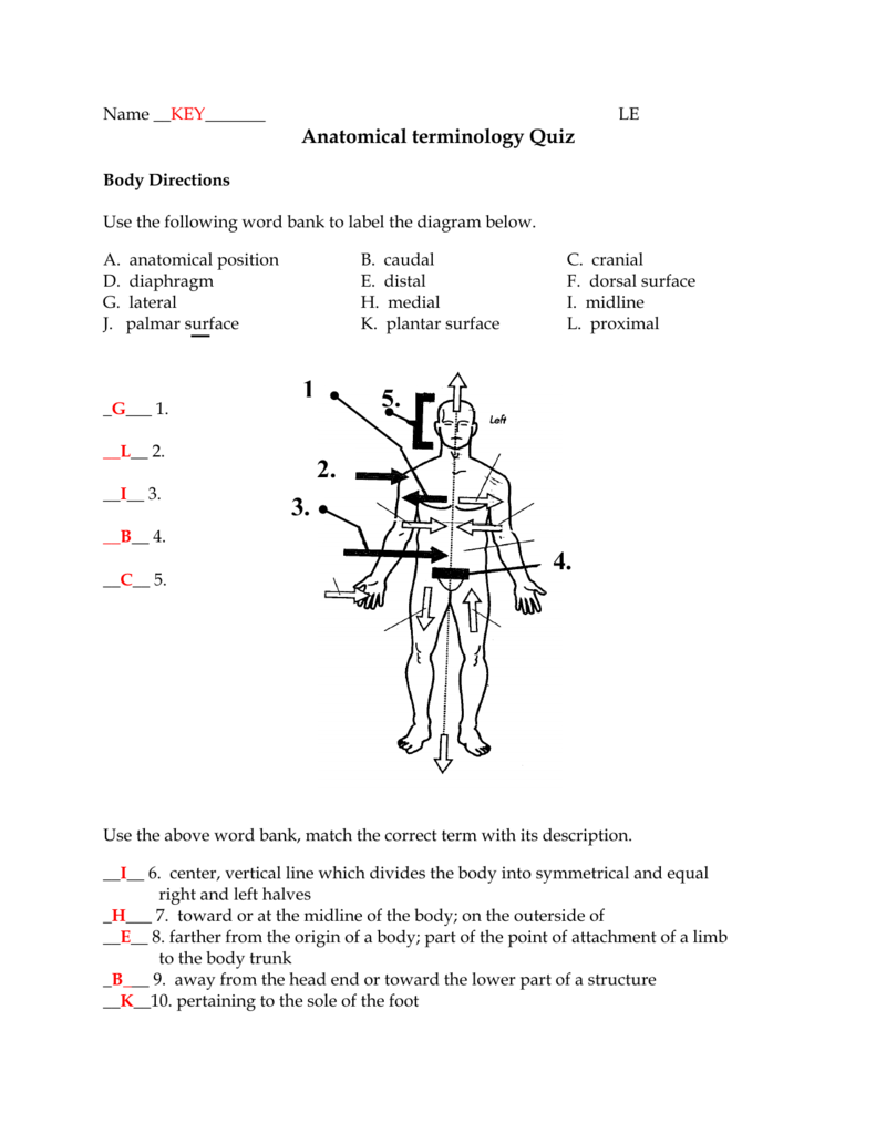 Anatomical Directions Worksheet Answers Anatomical Directional