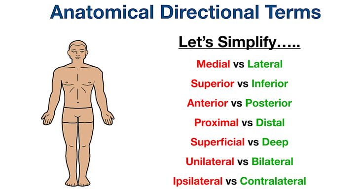 Anatomical Terms Of Location Anterior Posterior, 42% Off