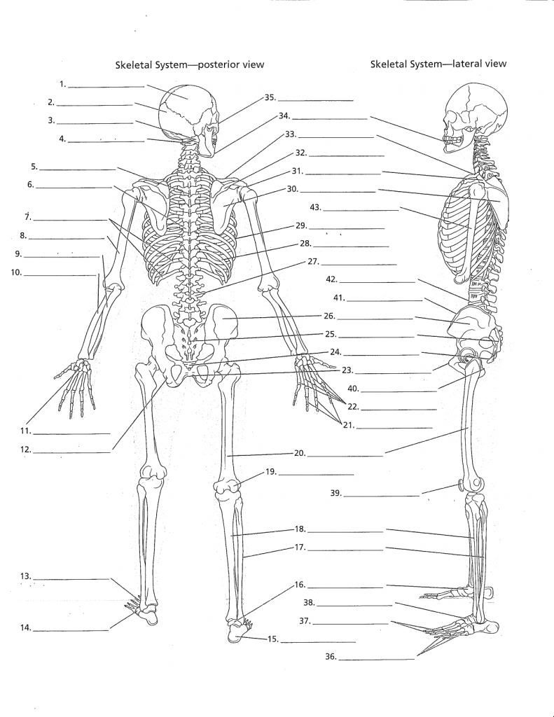 Anatomy Labeling Worksheets Tutore Org Master Of Documents