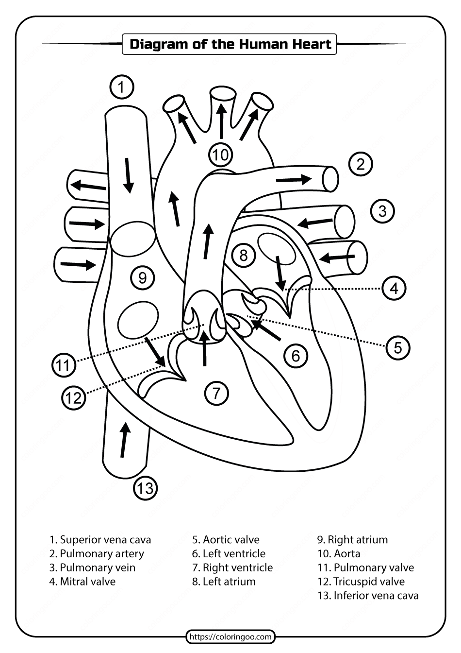 Anatomy Of The Human Heart Worksheet