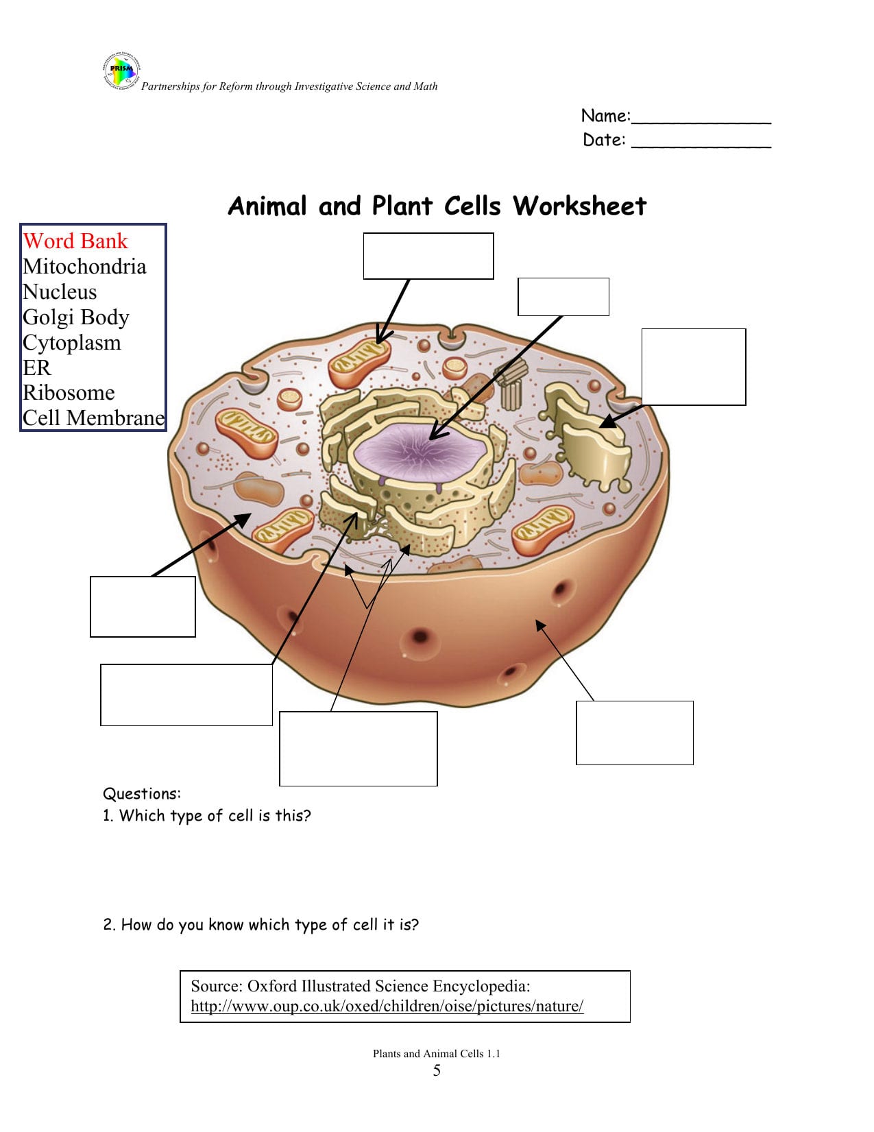 Animal And Plant Cells Worksheet Biochemie Chemie