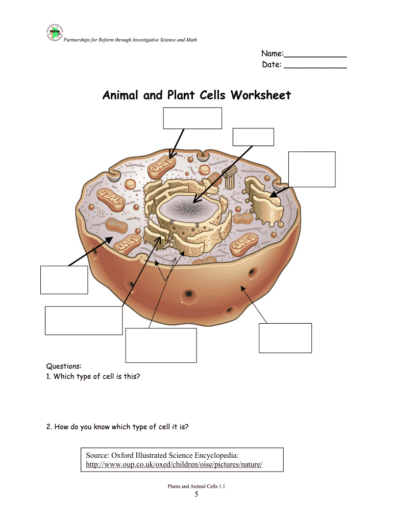 Animal And Plant Cells Worksheet Key