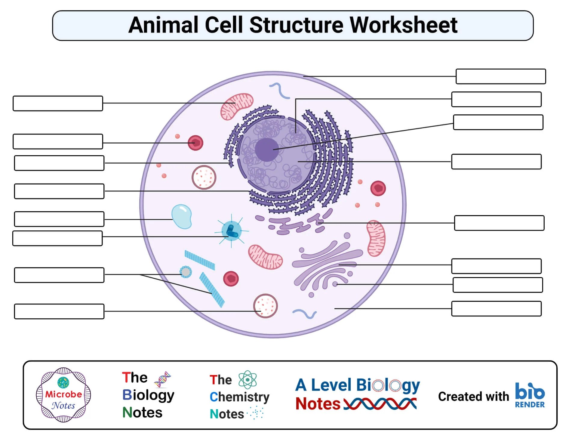 Animal Cell Labeling Functions Science Worksheet Editable Digital