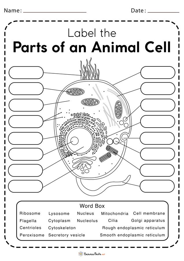 Animal Cell Labeling Worksheets Answers