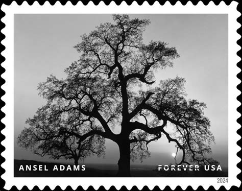 Ansel Adams Photo Of Placer County Featured In Usps Stamp Set