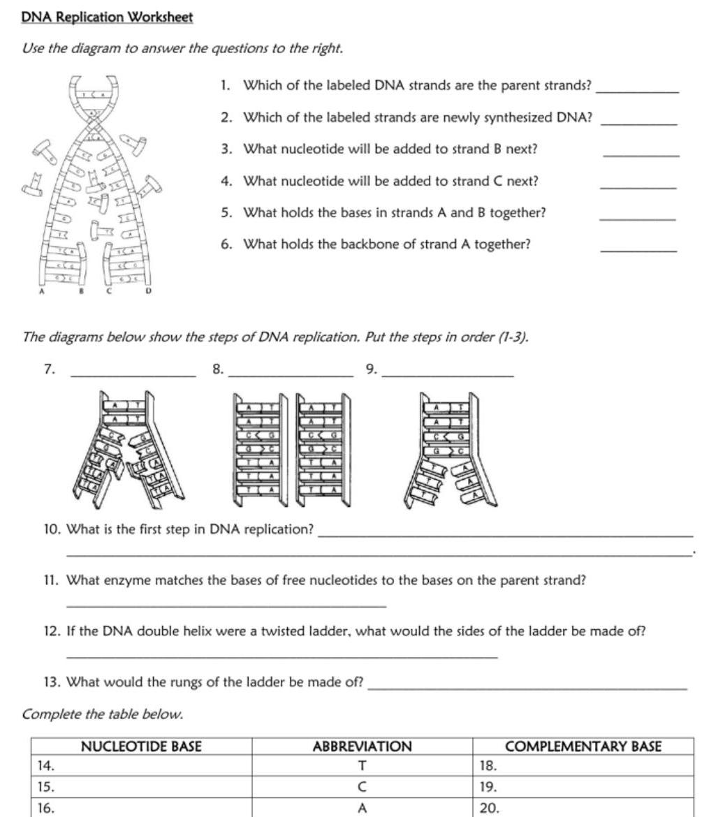 Answered Dna Replication Worksheet Use The Diagram To Answer