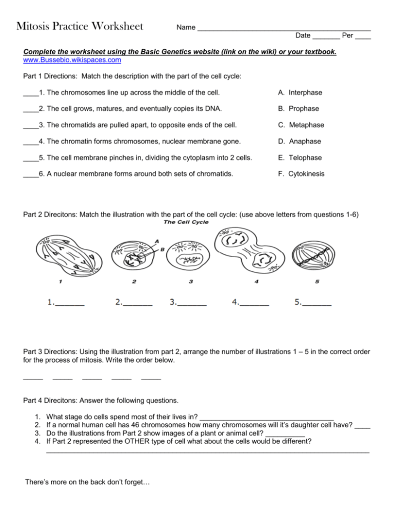 Answered Practice Worksheet Mitosis And Cancer Bartleby