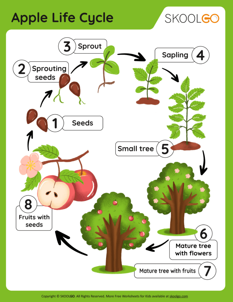 Apple Life Cycle Parts Of An Apple Kindergarten Curriculum Fall