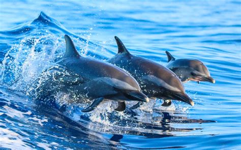 Are Dolphins Evil Interesting Facts You Might Not Know