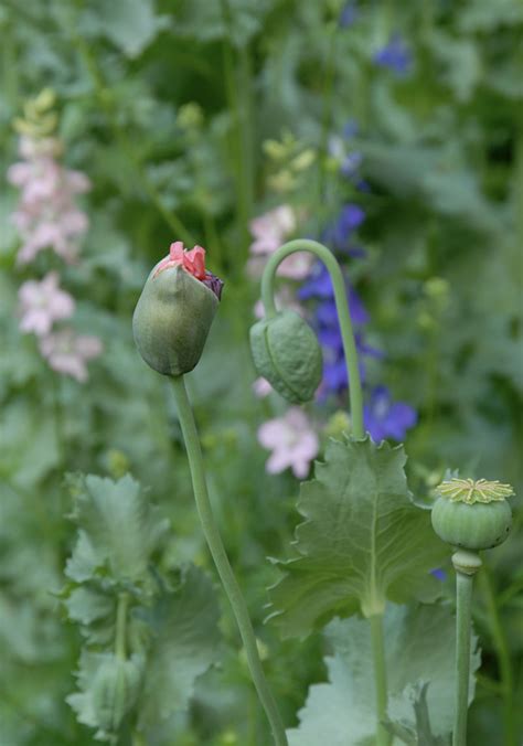 As Ye Sow Saving And Planting Poppy Seeds Flower Magazine