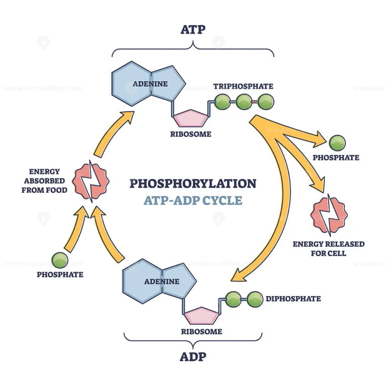 Atp Adp Cycle Phosphorylation Adenosine Triphosphate Release Energy