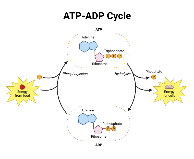 Atp Adp Cycle Worksheet Cellular Energy By Parker S Products For The