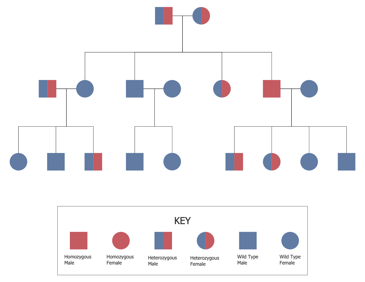 Autosomal Recessive Pedigree Chart Biology Notes Biology The Best Porn Website