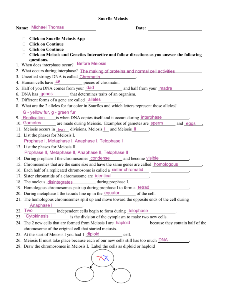 Awasome Meiosis Review Worksheet With Snurfle Answer Key For Biology