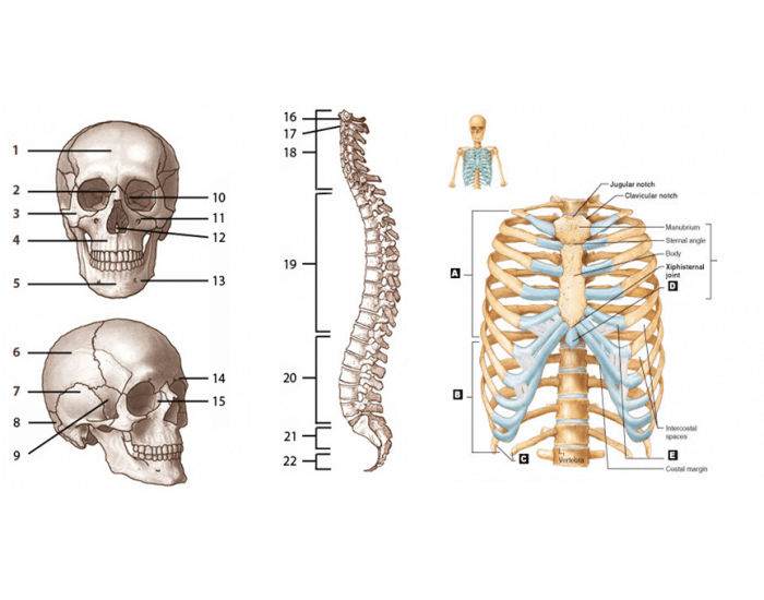 Axial Skeleton Labeling Worksheet