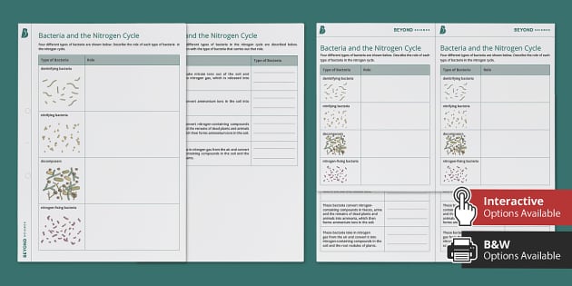 Bacteria And The Nitrogen Cycle Worksheet Teacher Made