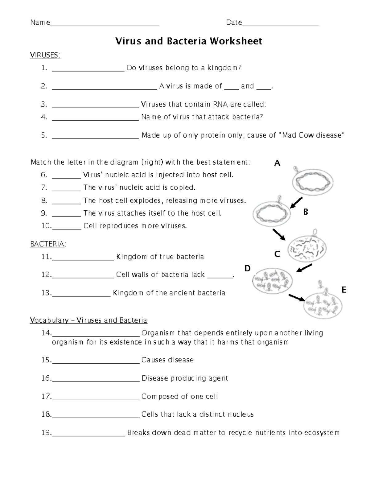 Bacteria Virus And Bacteria Worksheet Name Date