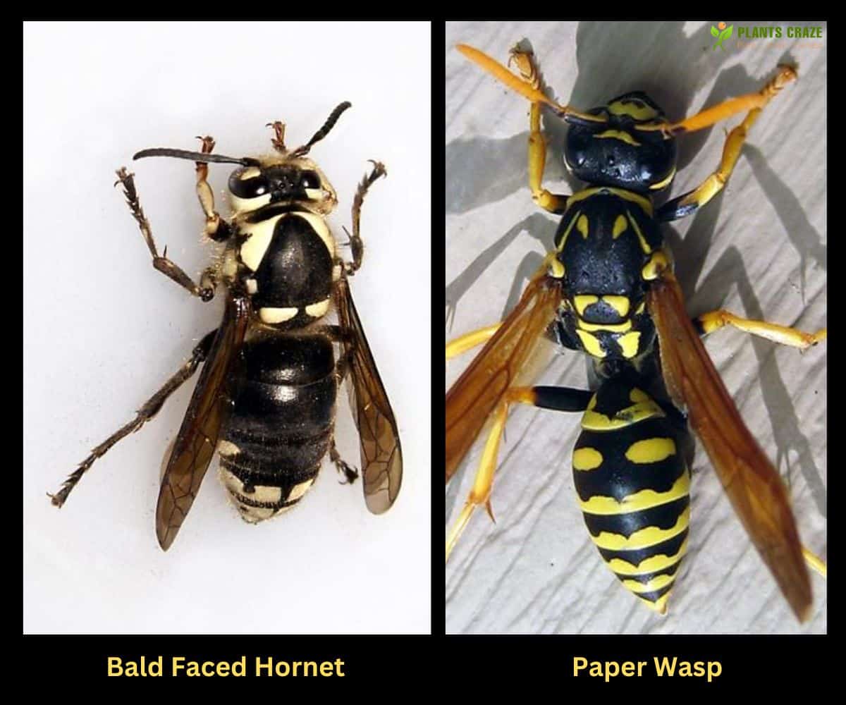 Bald Faced Hornet Vs Paper Wasp 5 Differences To Tell