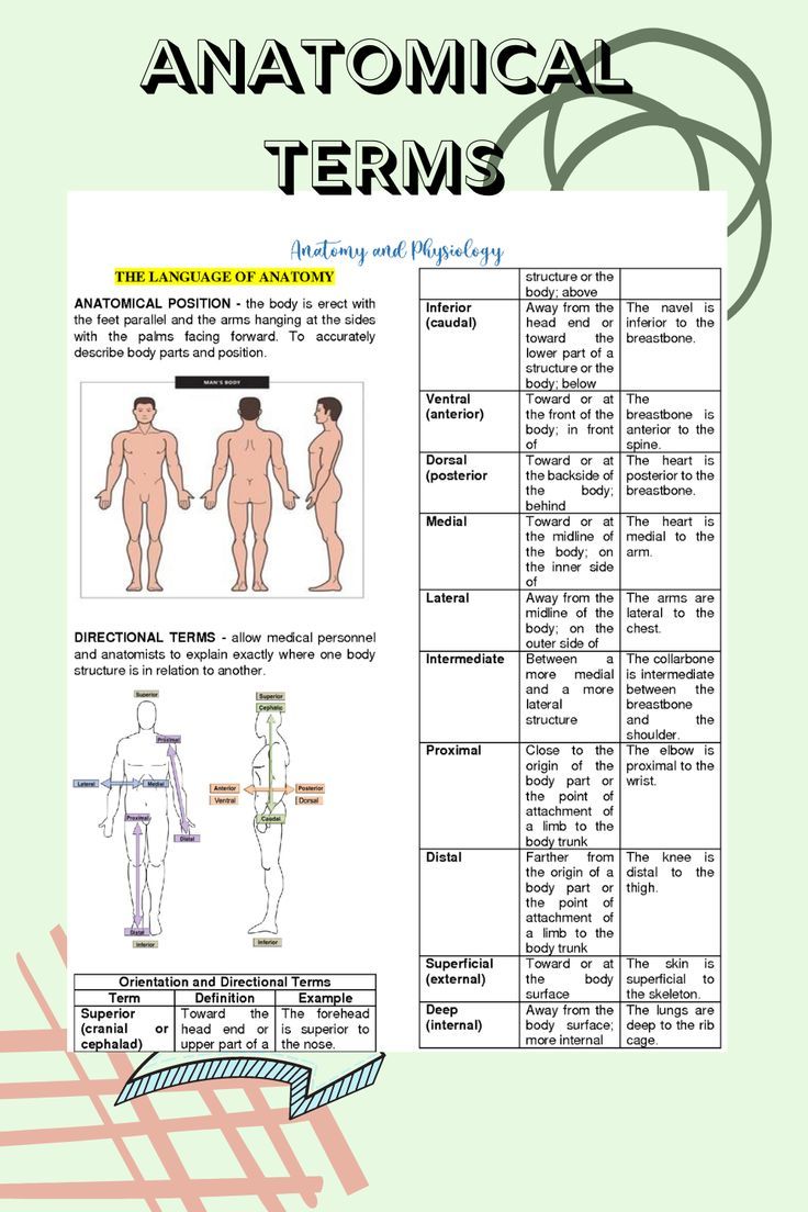 Basic Anatomical Terminology Medical Knowledge Biology Facts