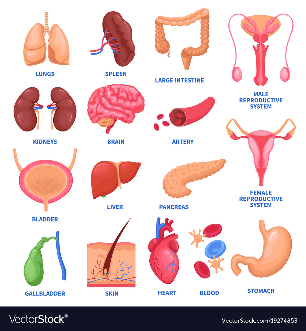 Basic Anatomy Organs