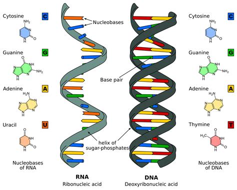 Basics Of Dna Replication