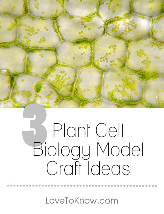 Basics Of Plant Cell Biology Lovetoknow