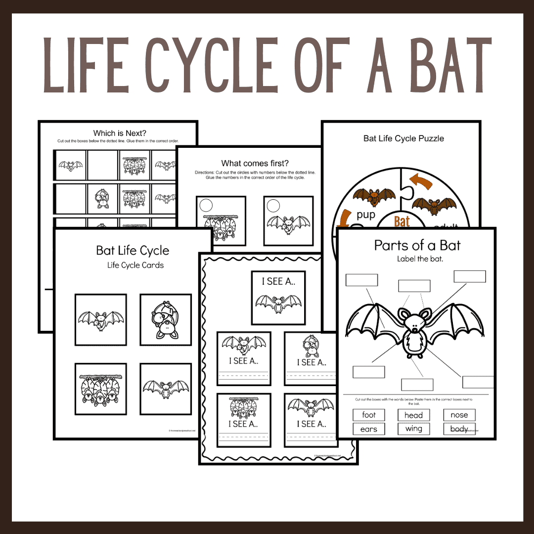 5 Stages of a Bat's Life Cycle Unveiled