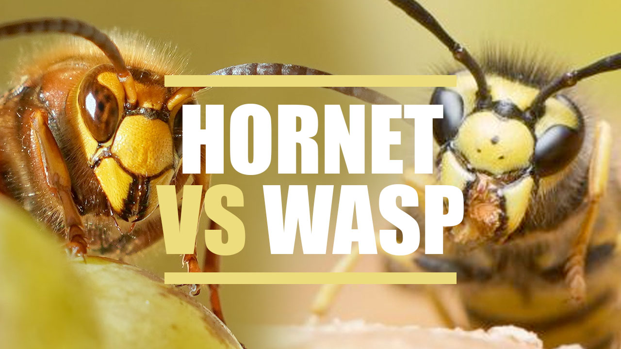 Bee Vs Wasp Vs Hornet 15 Ways To Identify Differences Compared The Buginator