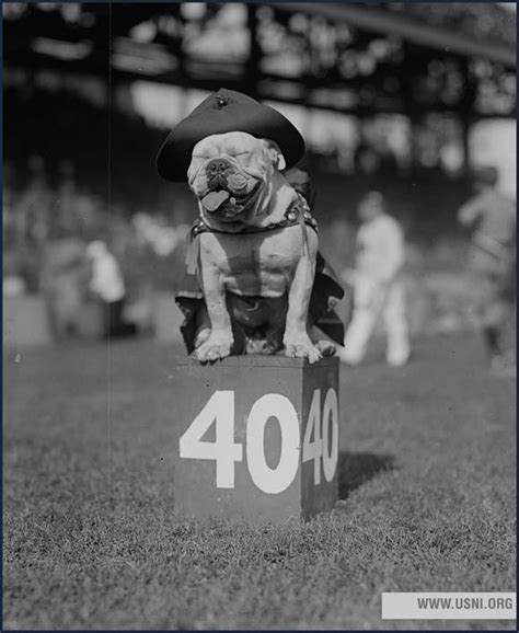 Beginning In Wwi The English Bulldog Was Considered The Unofficial Mascot Of The Marines Until