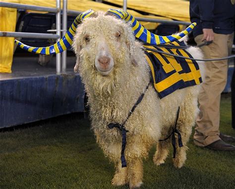 Bill The Goat United States Naval Academy Sportsmascots Wikia Fandom Powered By Wikia