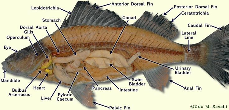 Bio370 Perch Dissection