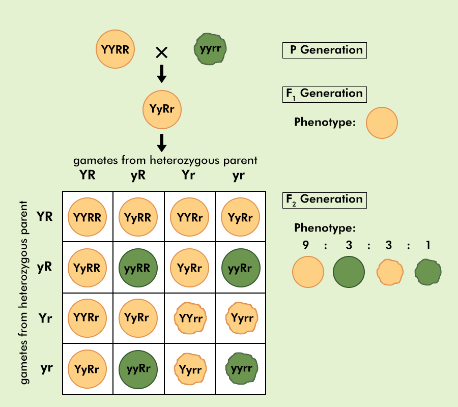 Biology 1 Dihybridcross Punnett Square Notes Dihybrid Cross