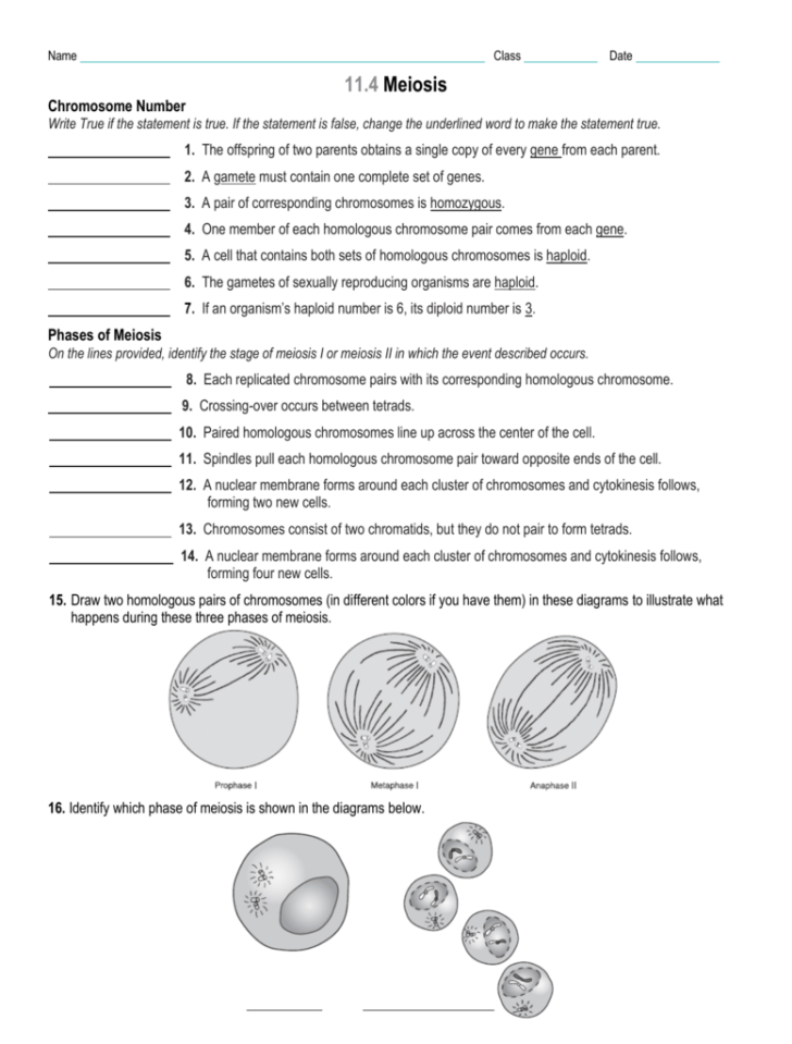 Biology 11 4 Meiosis Worksheet Answer Key Worksheet