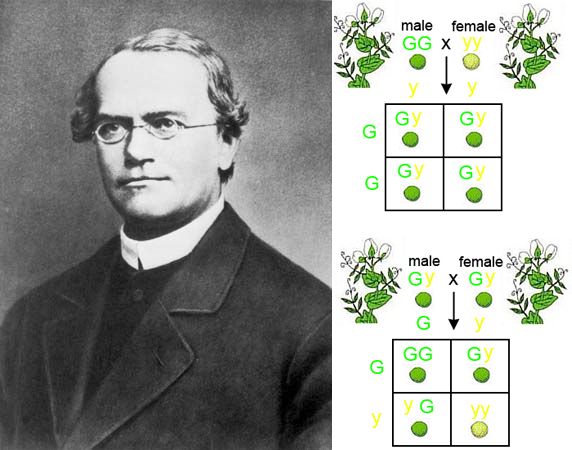 Biology 2E Genetics Mendel S Experiments And Heredity