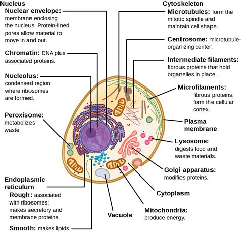 Biology 2E The Cell Cell Structure Eukaryotic Cells Opened Cuny