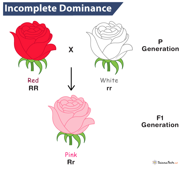 Biology Genetics Incomplete Dominance Punnett Squares With Answer Key