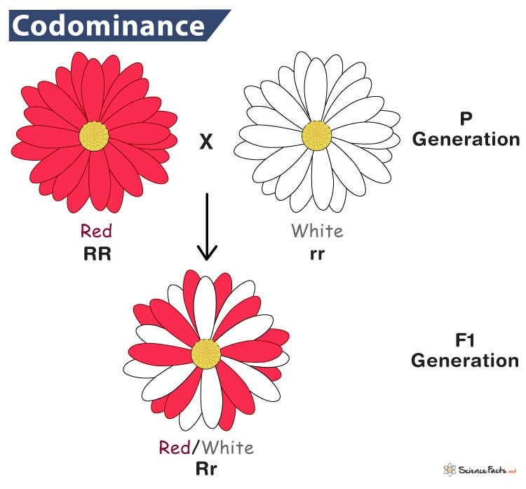 5 Tips for Mastering Biology Incomplete Codominance Worksheet