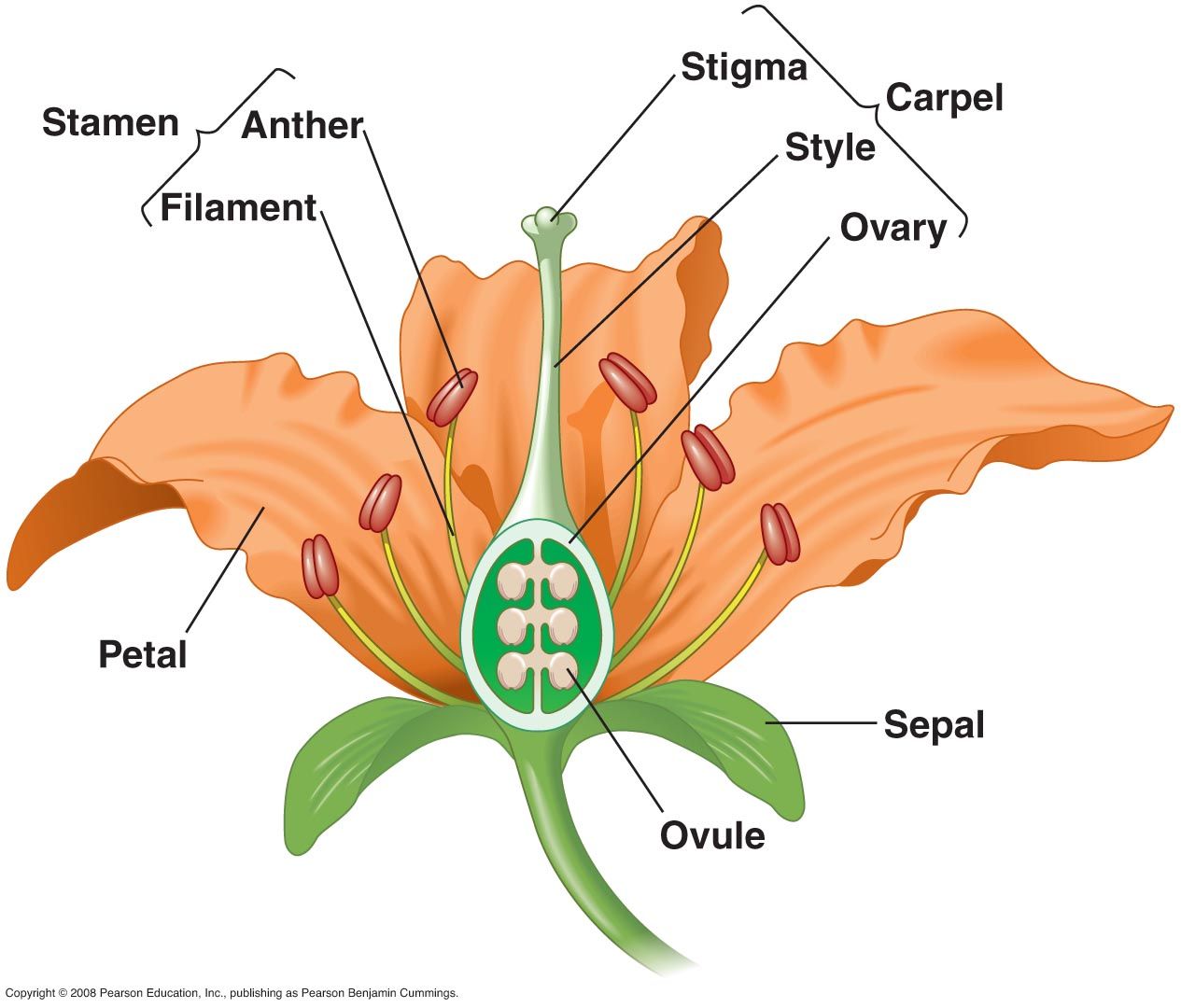 Biology Parts Of A Flower Level 1 Activity For Kids Primaryleap Co Uk