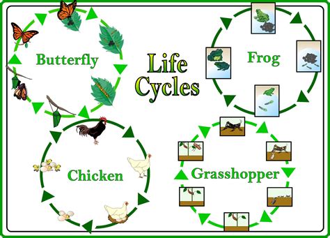 Biology Solutions For Life Cycle